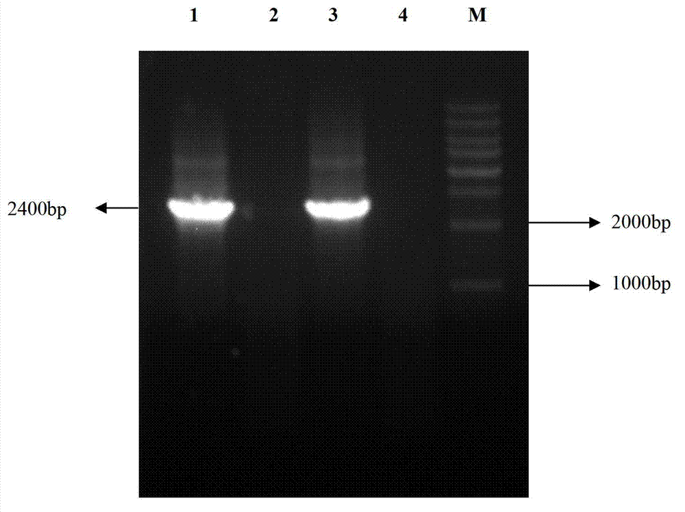 Method for excavating difference protein of eucaryotic gene transcriptional regulation group