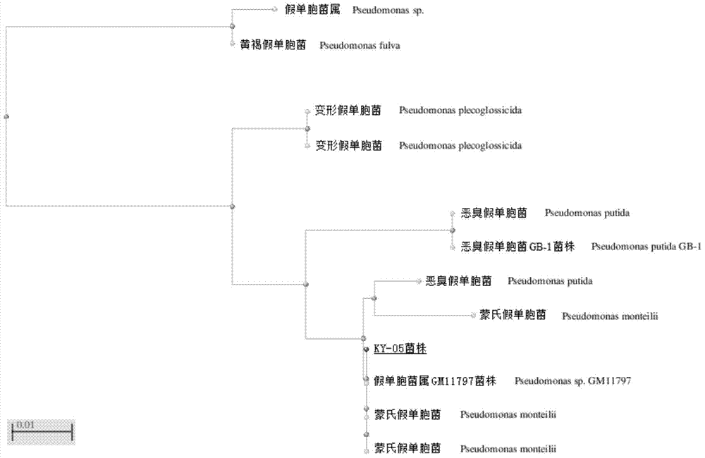 A kind of Pseudomonas monsonii ky-05 and application