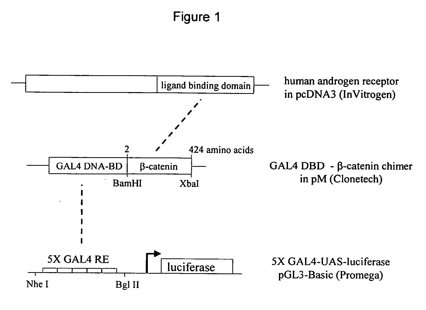 Method of identifying compounds that modulate interaction of androgen receptor with beta-catenin