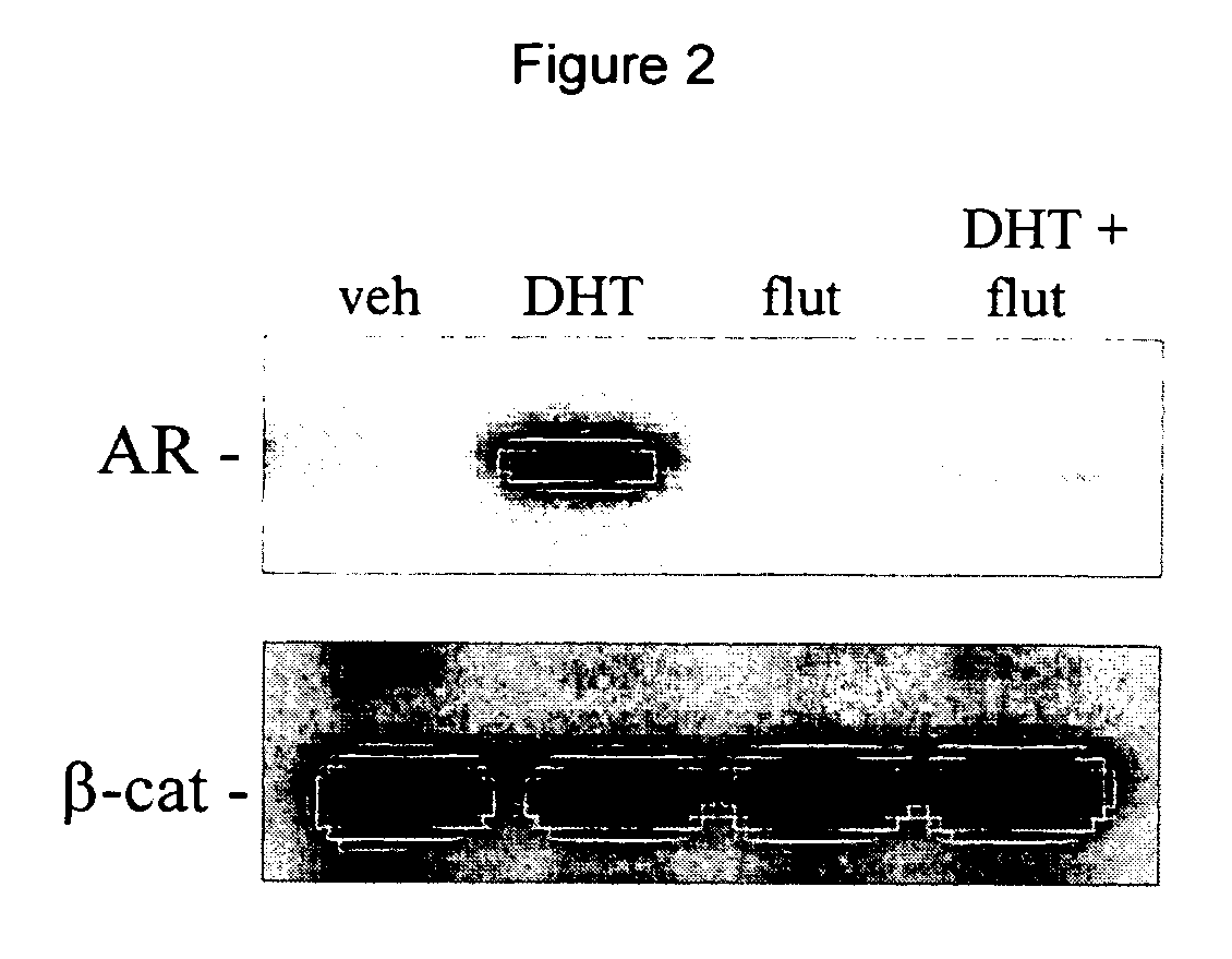 Method of identifying compounds that modulate interaction of androgen receptor with beta-catenin