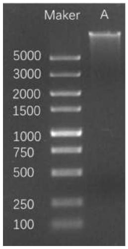 Library-building sequencing method for detecting full length of bacterial 16S rDNA