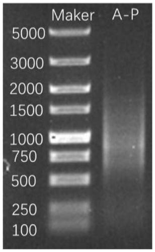 Library-building sequencing method for detecting full length of bacterial 16S rDNA