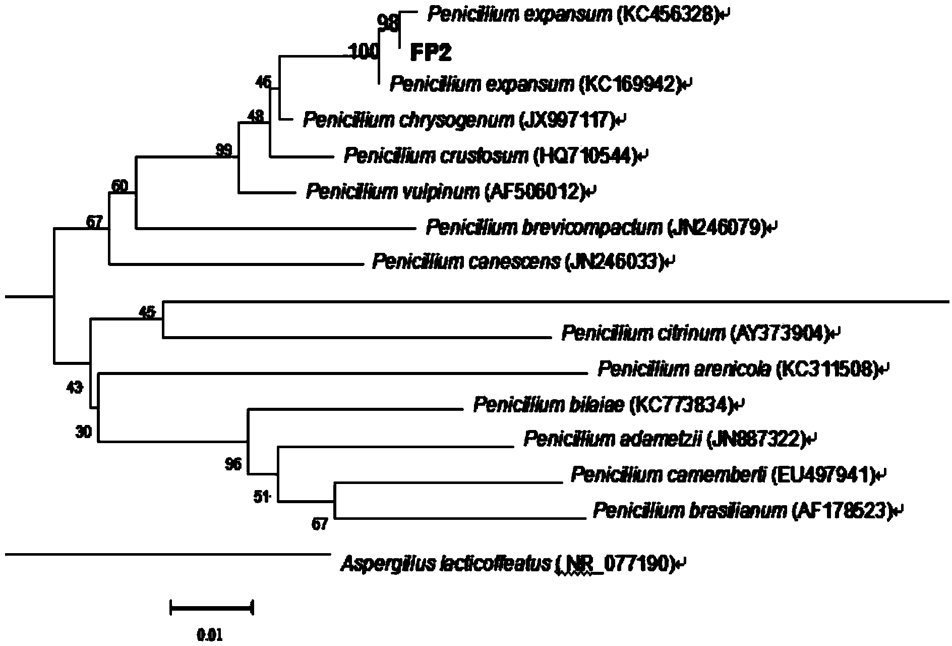 Penicillium expansum FP2 strain and application thereof