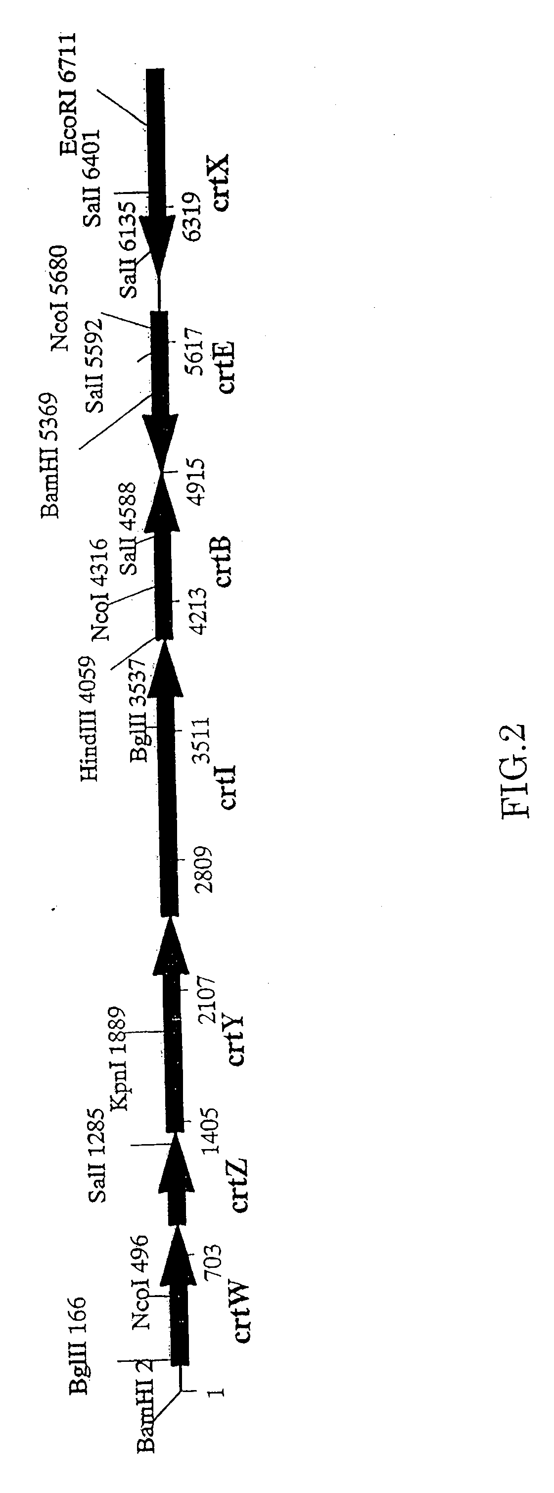 Method for production of carotenoid-synthesizing microorganism and method for production of carotenoid