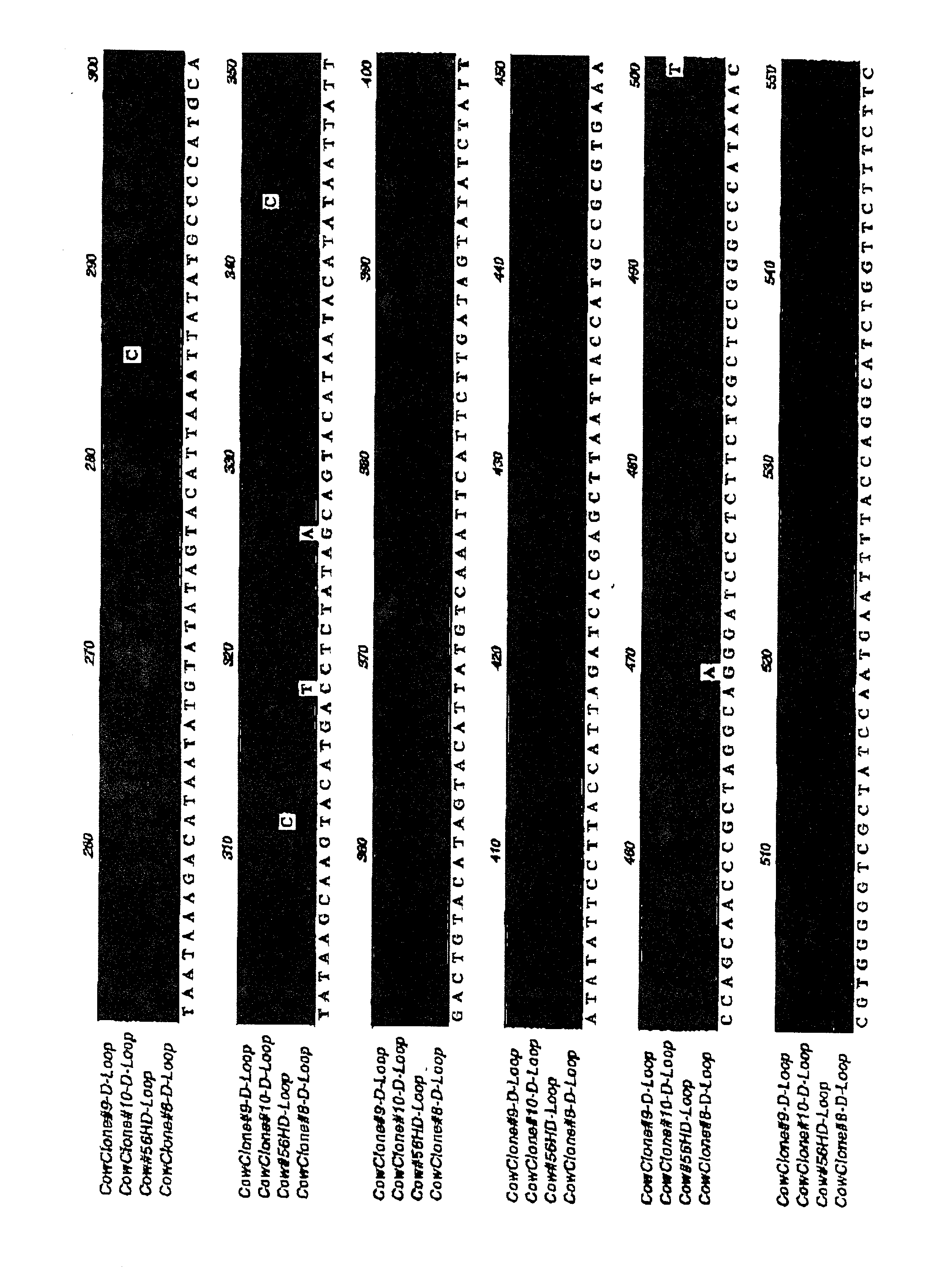 Method for generating immune-compatible cells and tissues using nuclear transfer techniques