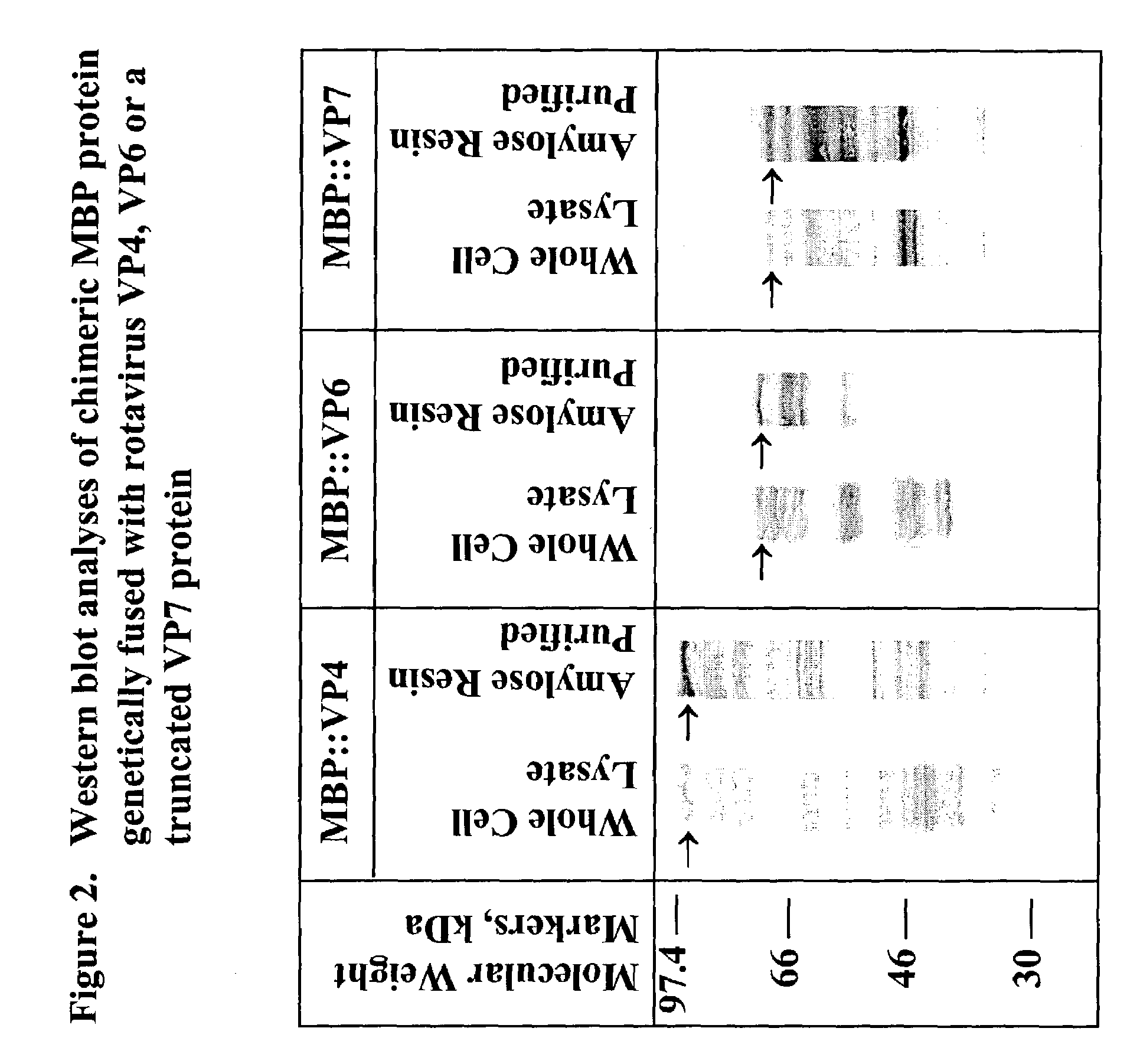 Rotavirus subunit vaccine