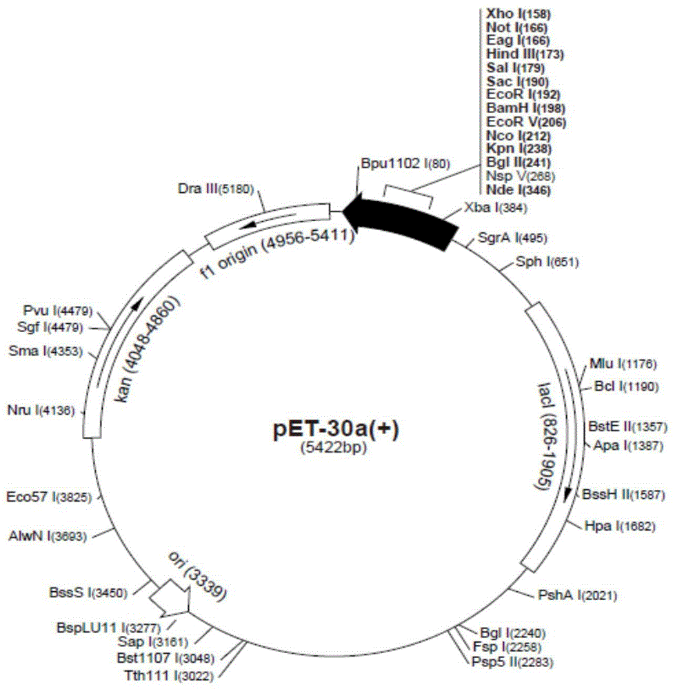 Wheat protein disulfide isomerase produced by utilizing escherichia coli prokaryotic expression system, as well as method and application of wheat protein disulfide isomerase