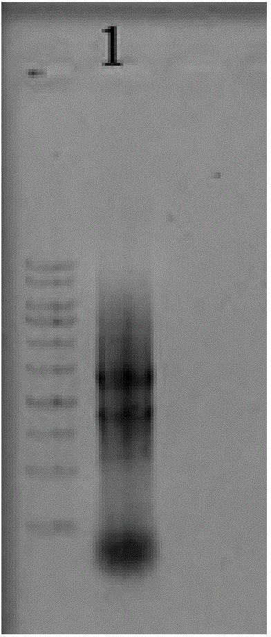 Wheat protein disulfide isomerase produced by utilizing escherichia coli prokaryotic expression system, as well as method and application of wheat protein disulfide isomerase