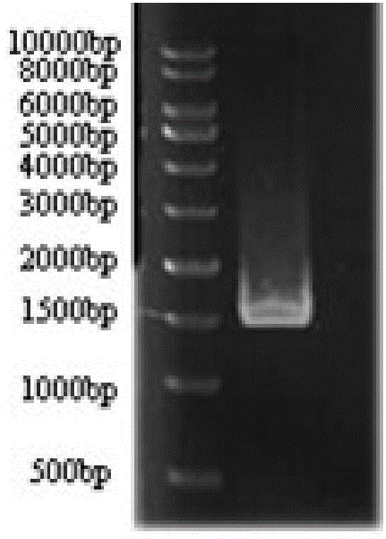 Wheat protein disulfide isomerase produced by utilizing escherichia coli prokaryotic expression system, as well as method and application of wheat protein disulfide isomerase