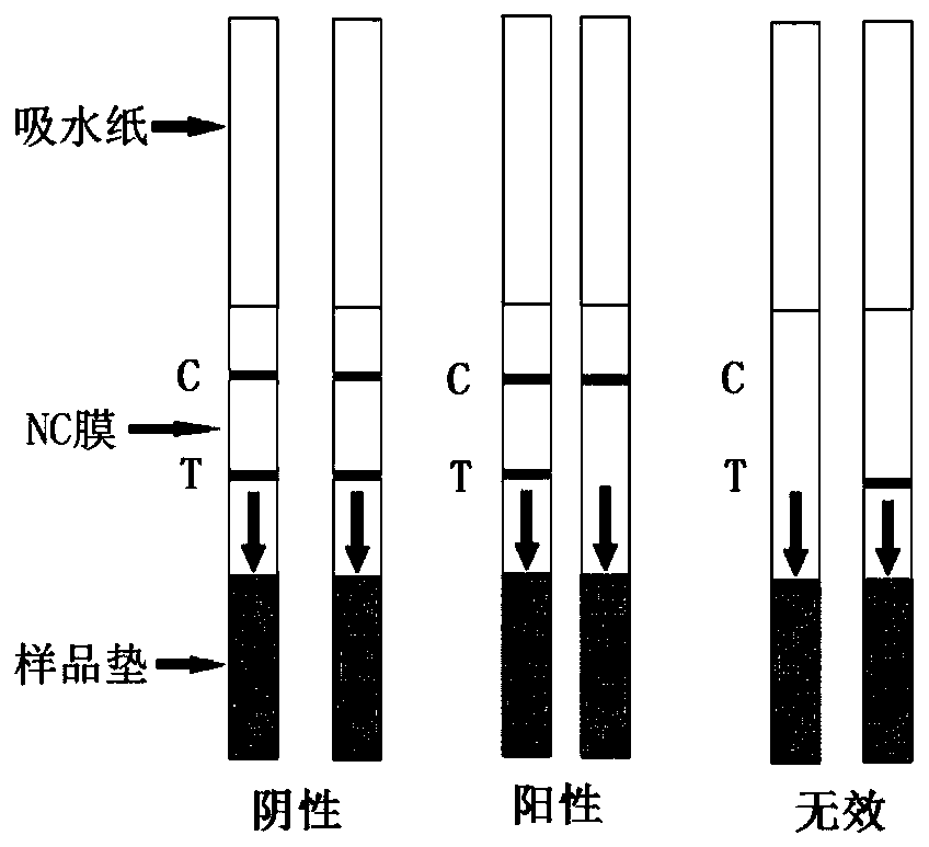 Zopiclone hapten, antigen, antibody, colloidal gold chromatography detection device and application thereof