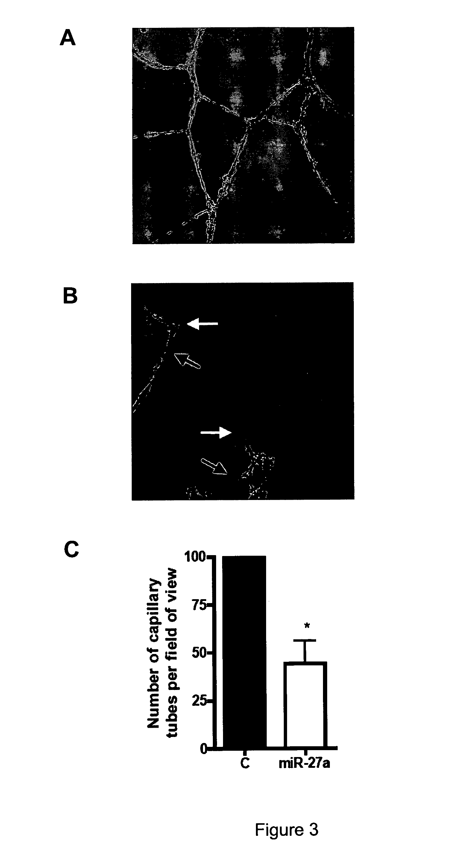 Therapeutic and Diagnostic Molecules