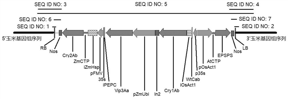 Transgenic Zea mays L. event LP007-6 and detection method thereof