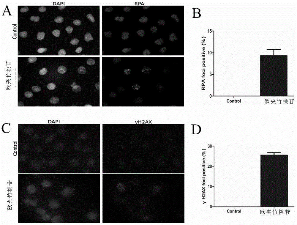 Novel homologous recombinant inhibitor