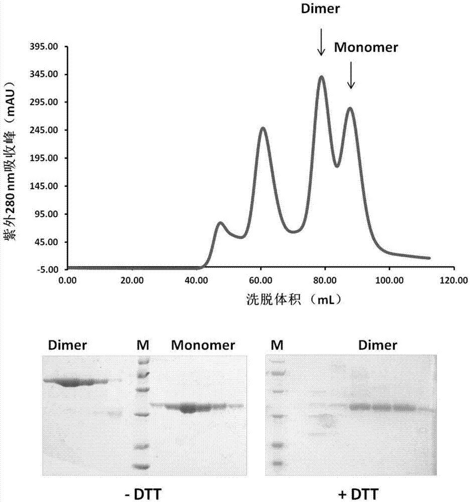 Subunit coronavirus vaccine for dimerization-based receptor binding domains