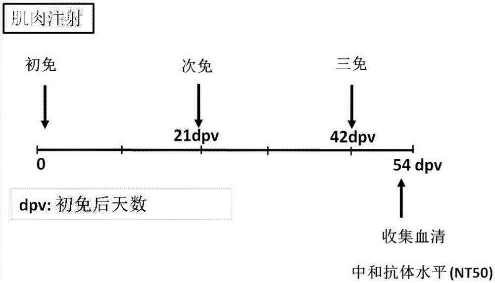 Subunit coronavirus vaccine for dimerization-based receptor binding domains