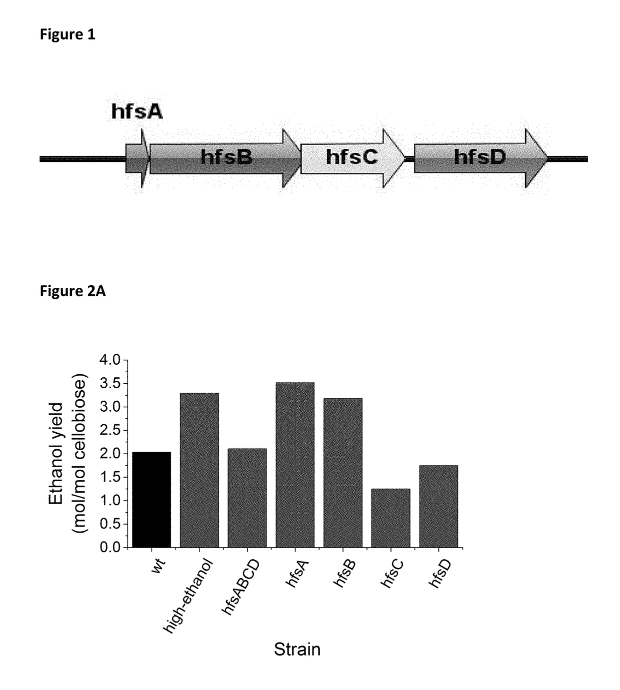 Increased ethanol production by thermophilic microorganisms with deletion of individual hfs hydrogenase subunits