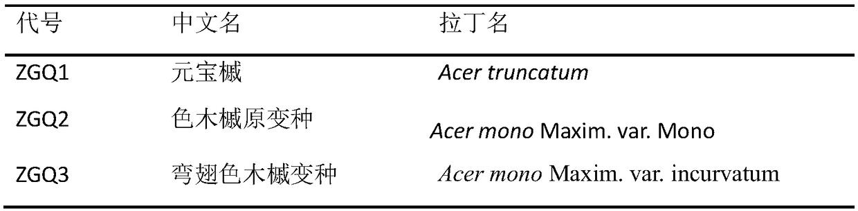 Acer platanoides variety interspecific grafting method and application thereof in preventing insect pests