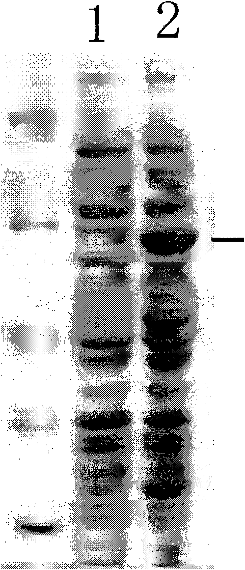 Constitutive expression promoter in escherichia coli and applications in escherichia coli