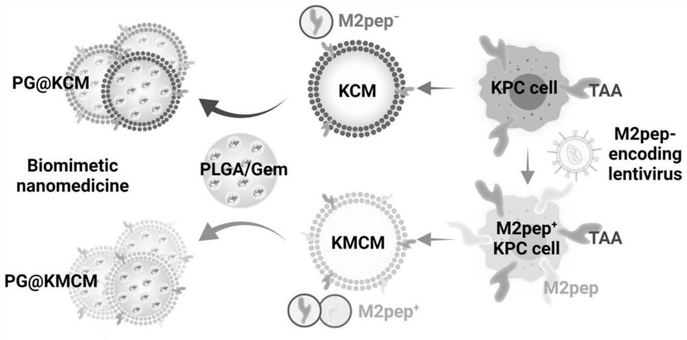 Genetically engineered cell membrane bionic nano-microsphere with pancreatic cancer microenvironment targeting and method thereof