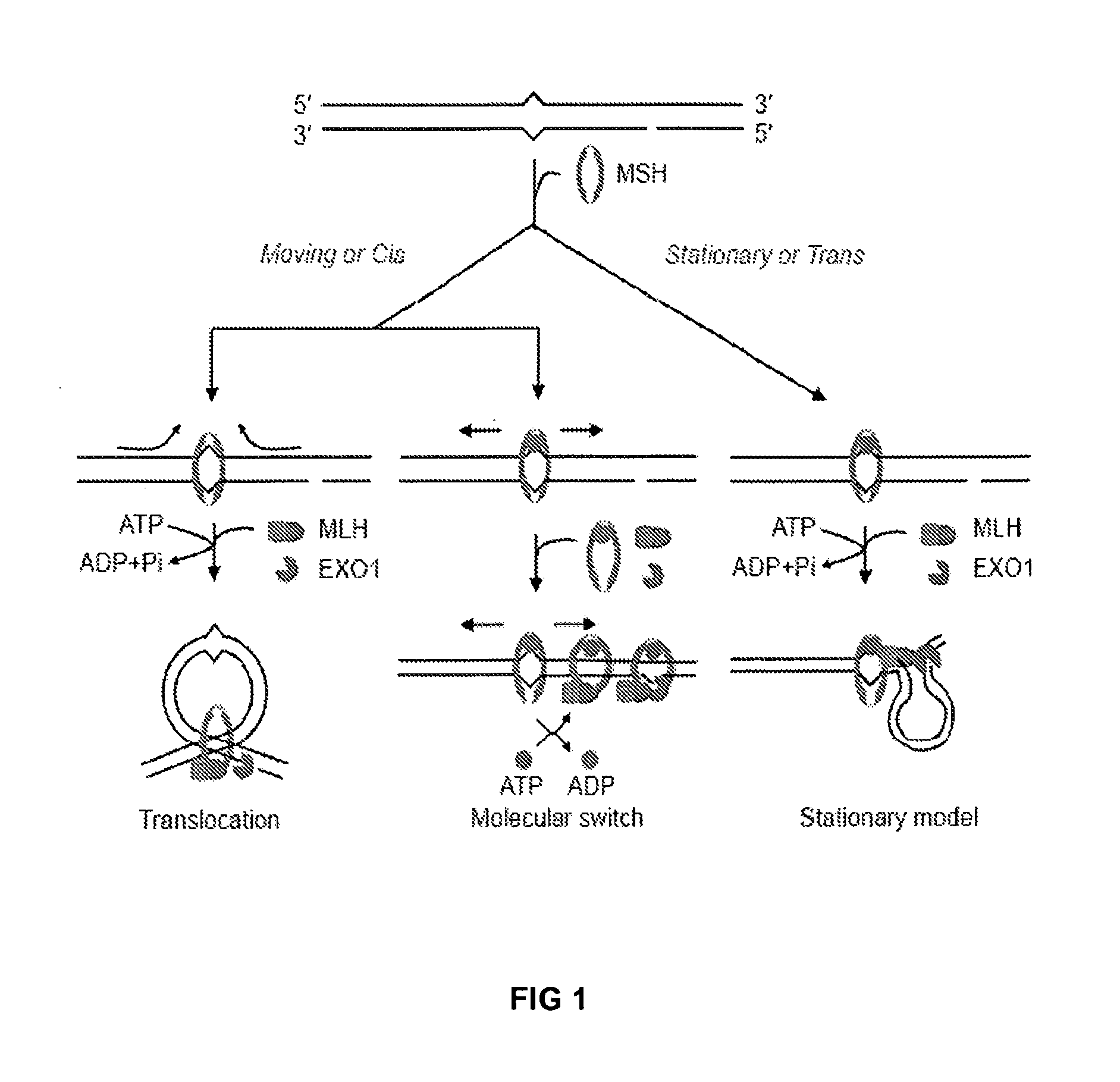 Techniques for transfecting protoplasts