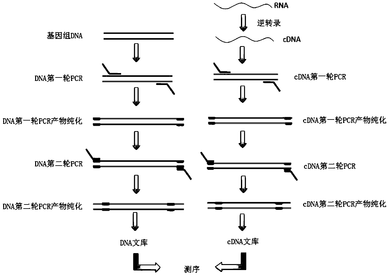 A kind of primer and kit for detecting benign and malignant thyroid nodule related gene variation