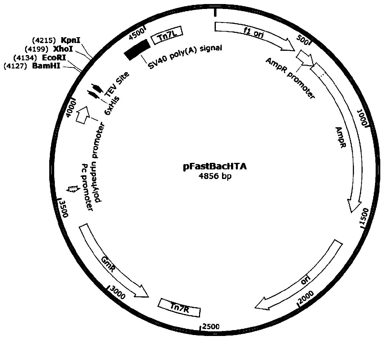 Neutralizing antigenic epitope fusion protein of three porcine diarrhea-causing viruses and construction method and application of neutralizing antigenic epitope fusion protein