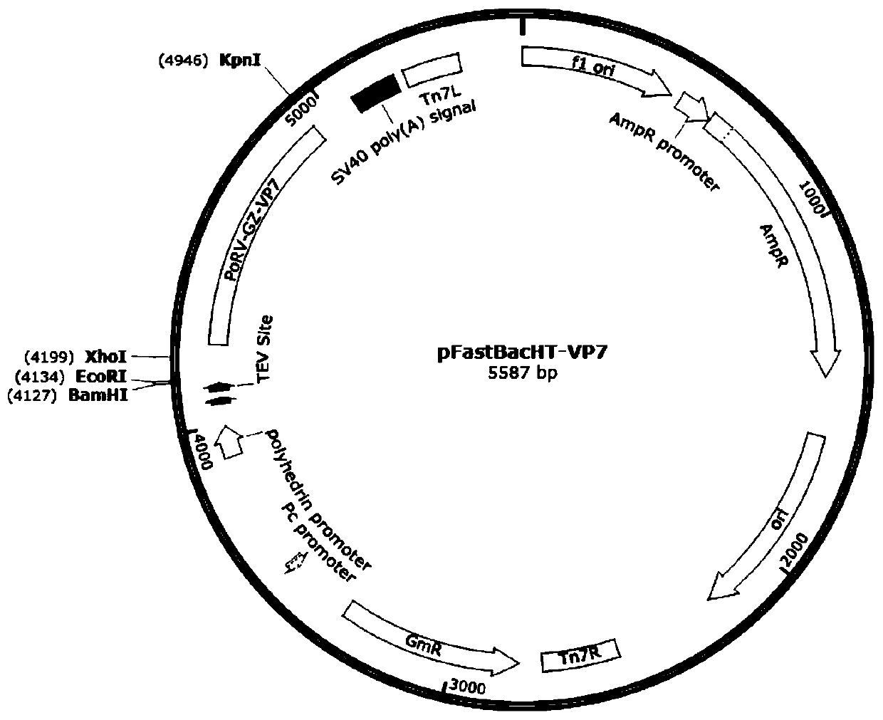 Neutralizing antigenic epitope fusion protein of three porcine diarrhea-causing viruses and construction method and application of neutralizing antigenic epitope fusion protein