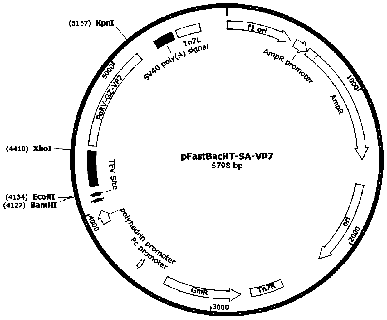 Neutralizing antigenic epitope fusion protein of three porcine diarrhea-causing viruses and construction method and application of neutralizing antigenic epitope fusion protein