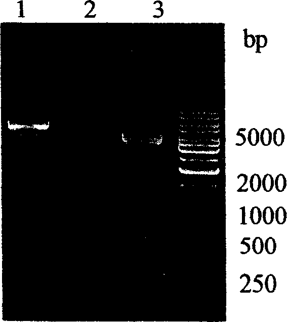 Medusa cystatin gene, and expression and use thereof