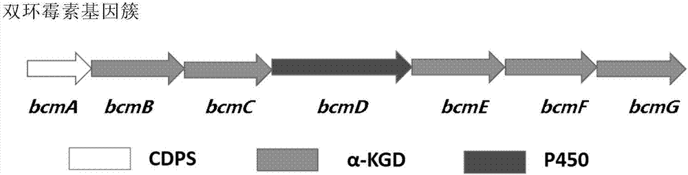 Function and application of oxidase in bicyclomycin biosynthesis