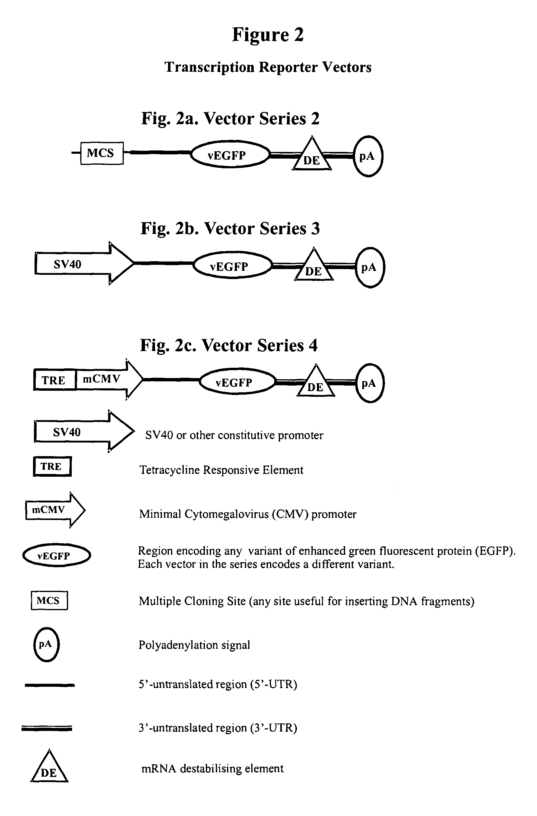 Constructs for gene expression analysis