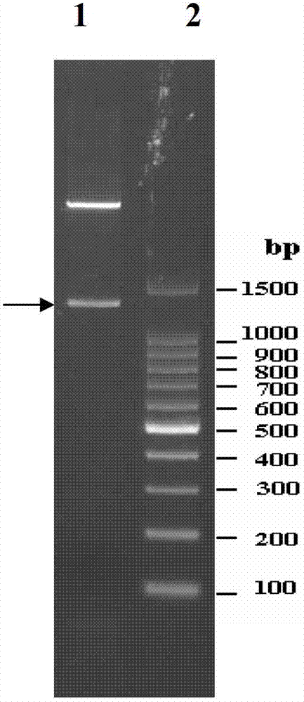 Human cytomegalo virus immunogen fusion protein as well as preparation method and usage thereof