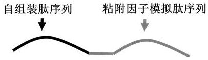 Polypeptide self-assembled hydrogel stent and application thereof