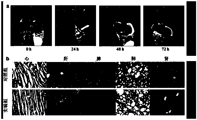 pH-responsive biodegradable high-strength hydrogel and preparation method thereof, and applications in stomach filling agents