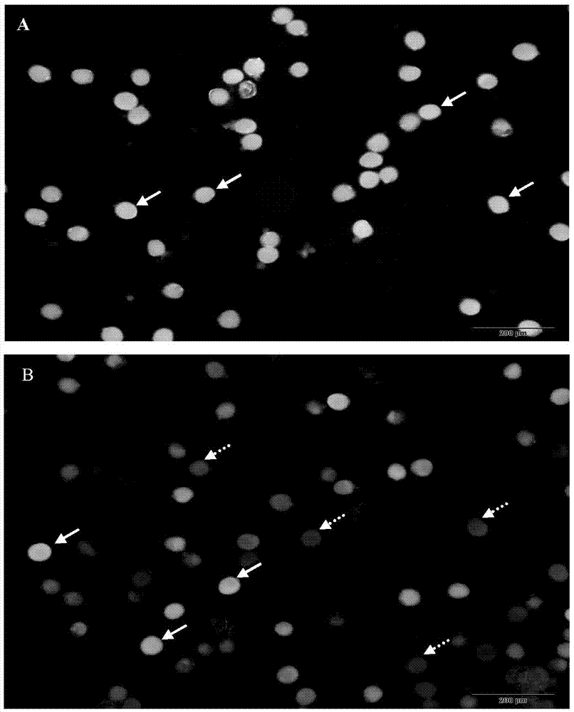 Optimization method of wheat pollen cell electric-shock-method transformation system and application of optimization method