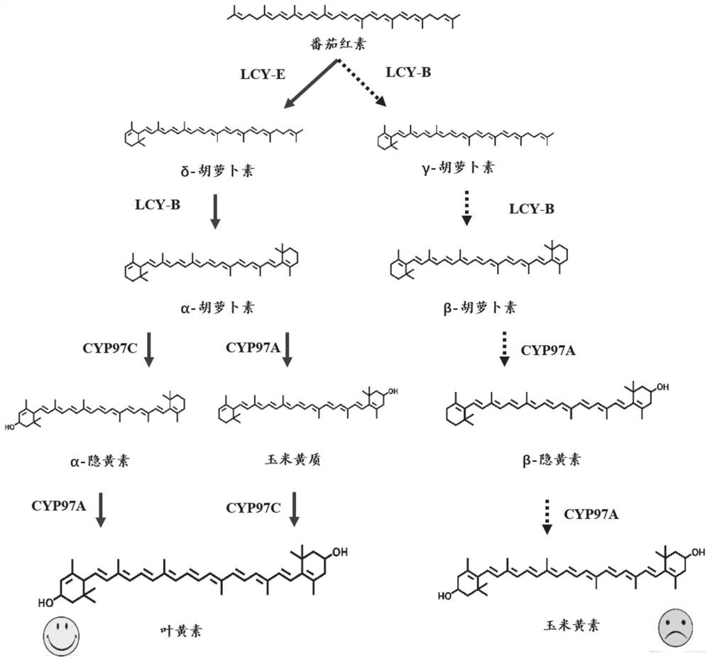 Recombinant yeast for producing xanthophyll and application of recombinant yeast