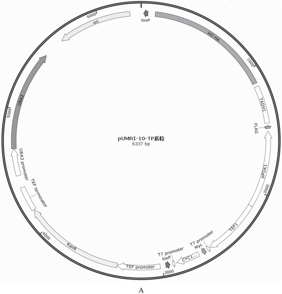 Recombinant yeast for producing xanthophyll and application of recombinant yeast