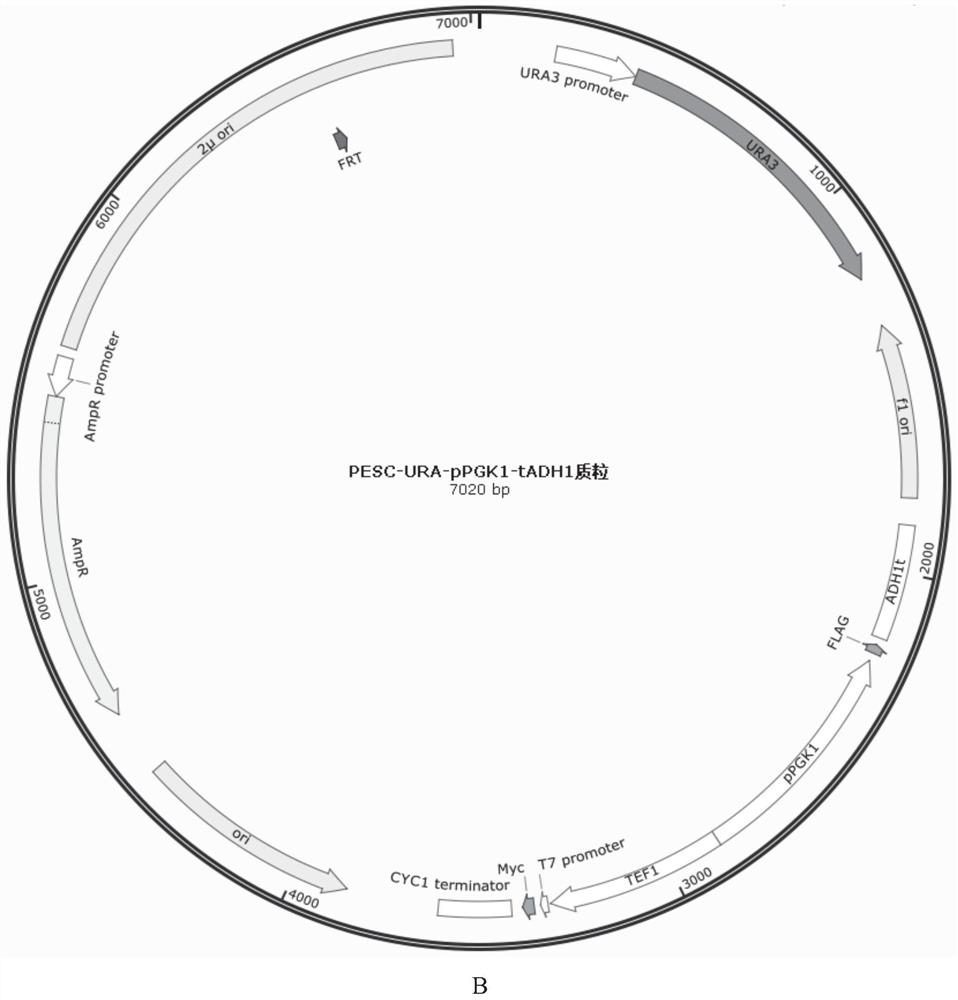 Recombinant yeast for producing xanthophyll and application of recombinant yeast