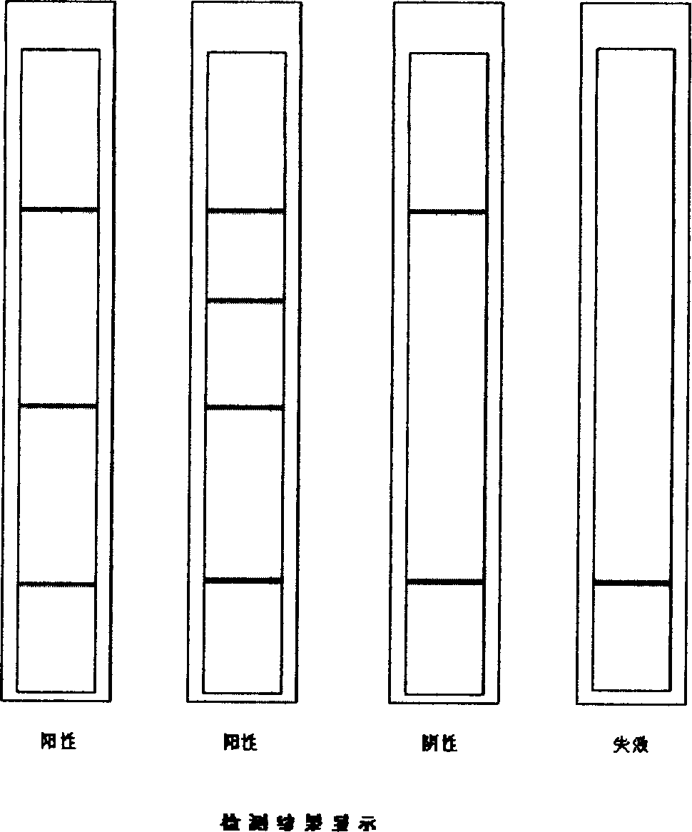 Immuo-colloidal gold test paper for detecting pyloric helicobacter antigen and its prepn process