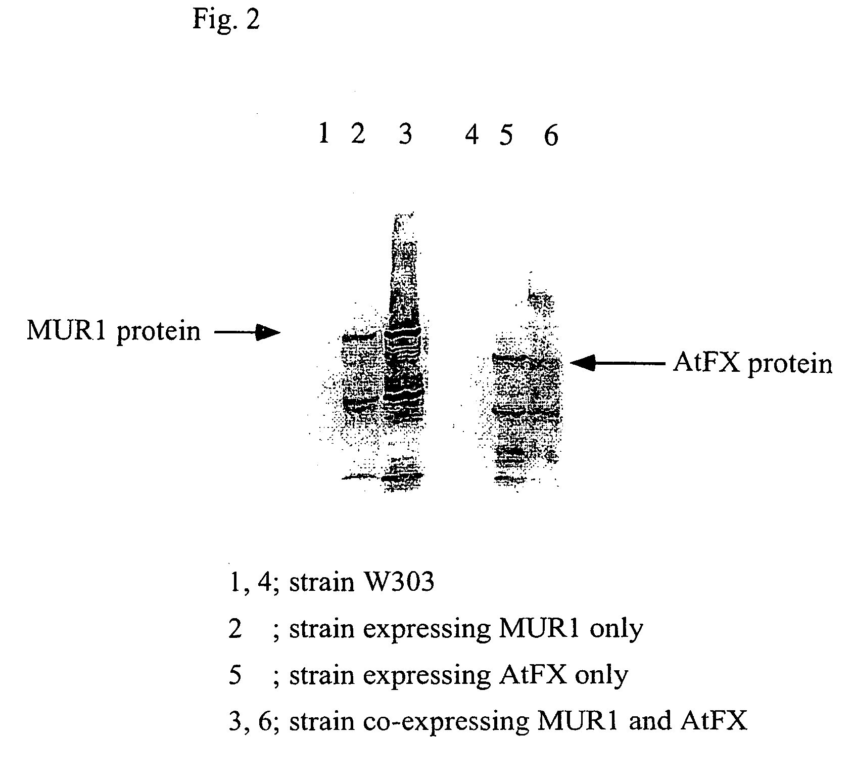 Gdp-4-keto-6-deoxy-d-mannose-3,5-epimerase-4-reductase gene derived from arabidopsis thaliana