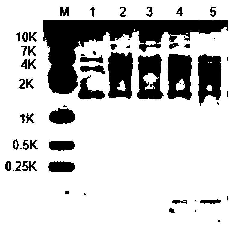 RecJ protein guided with DNA guide and having nucleic acid incision enzyme activity and application of RecJ protein to gene editing