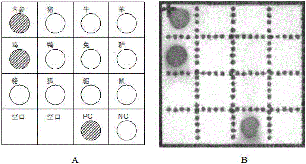 Animal-derived component detection kit