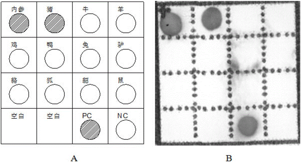 Animal-derived component detection kit