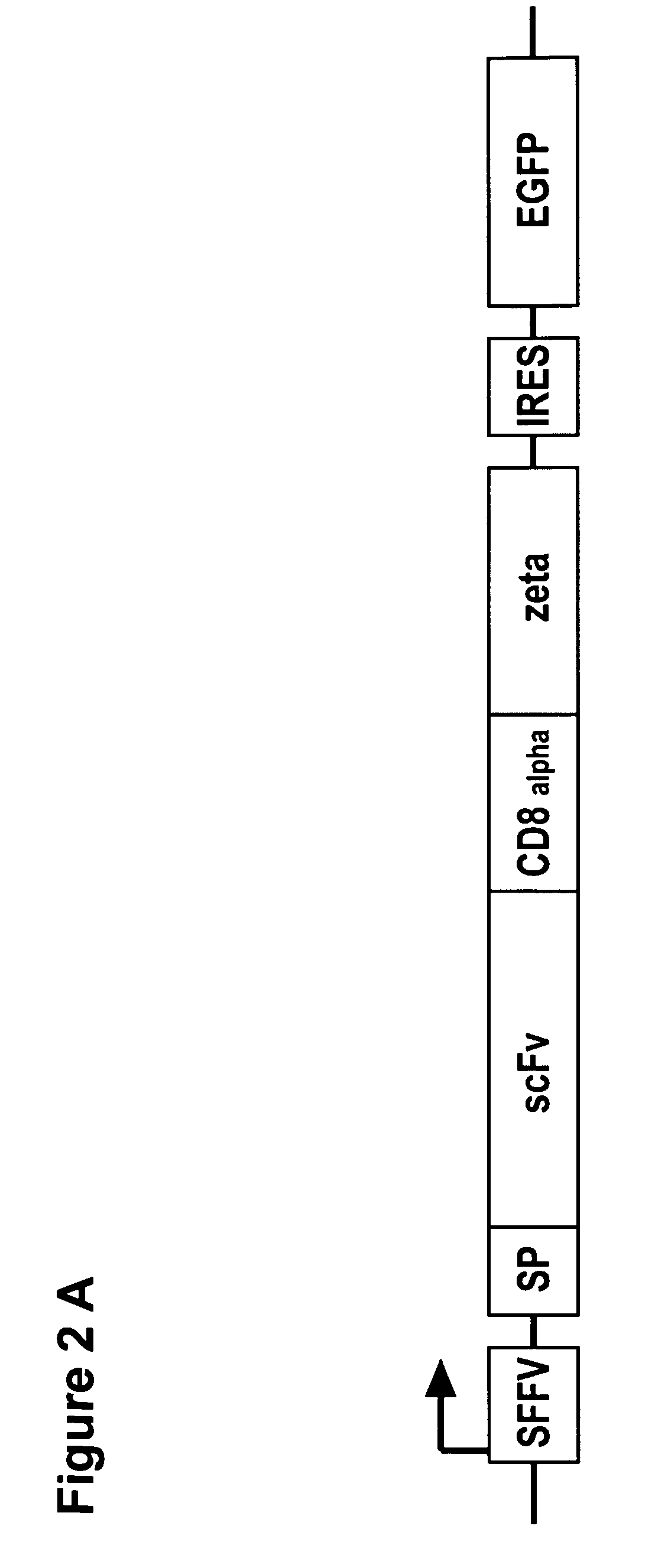 Chimeric antigen receptors with an optimized hinge region