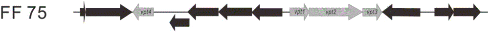 DNA (deoxyribonucleic acid) phosphorothioation modifier gene cluster