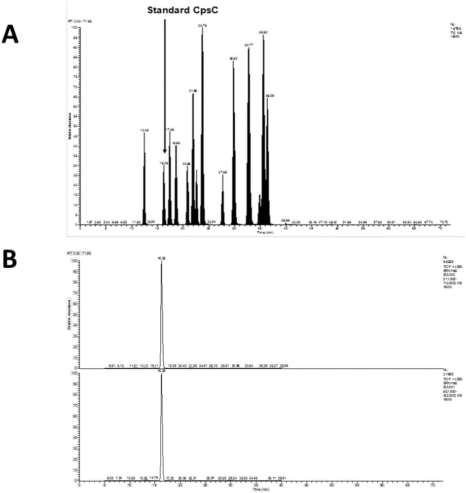 DNA (deoxyribonucleic acid) phosphorothioation modifier gene cluster