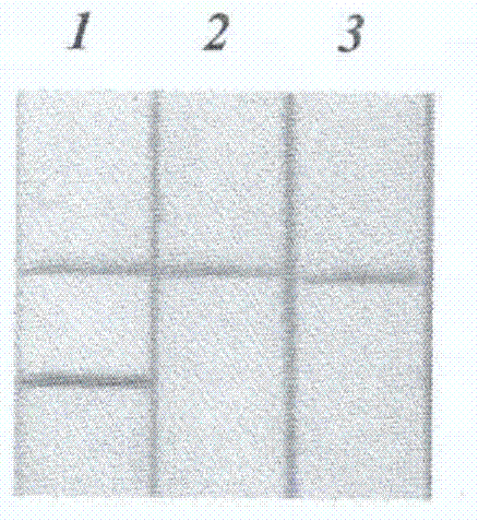 Preparation method and application of nucleic acid lateral flow test strip for detecting listeria monocytogenes