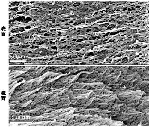 Highly oriented cellulose aerogel and preparation method thereof