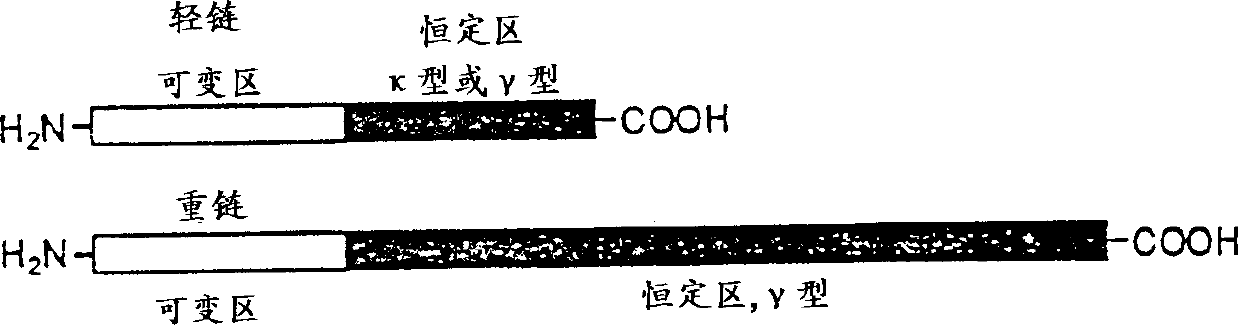 Modified antibodies of induced anti-idiotype reaction enhancement