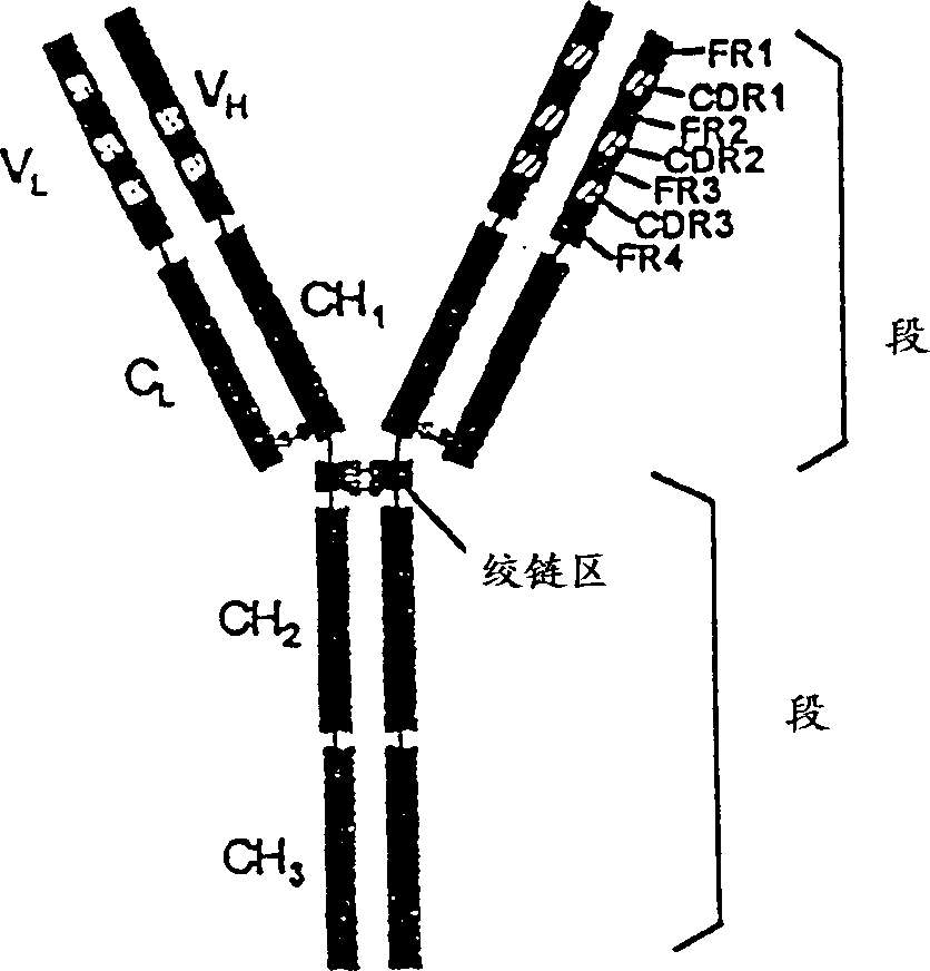 Modified antibodies of induced anti-idiotype reaction enhancement